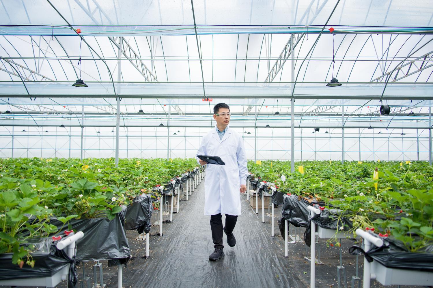 Precision Farming: Wissenschaftler geht durch ein modernes Gewächshaus und inspiziert Erdbeerpflanzen in hydroponischem Anbau